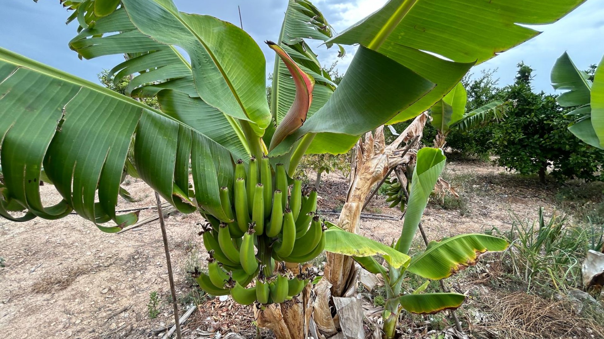 Återförsäljning - Finca lantlig egendom -
Albatera