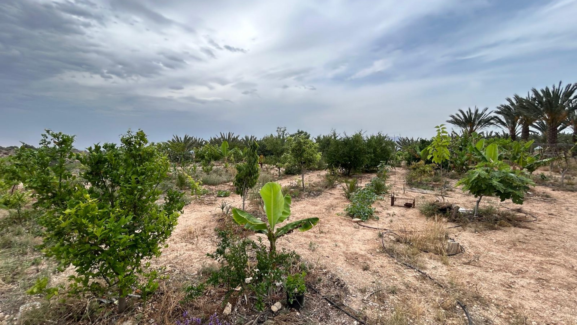 Återförsäljning - Finca lantlig egendom -
Albatera