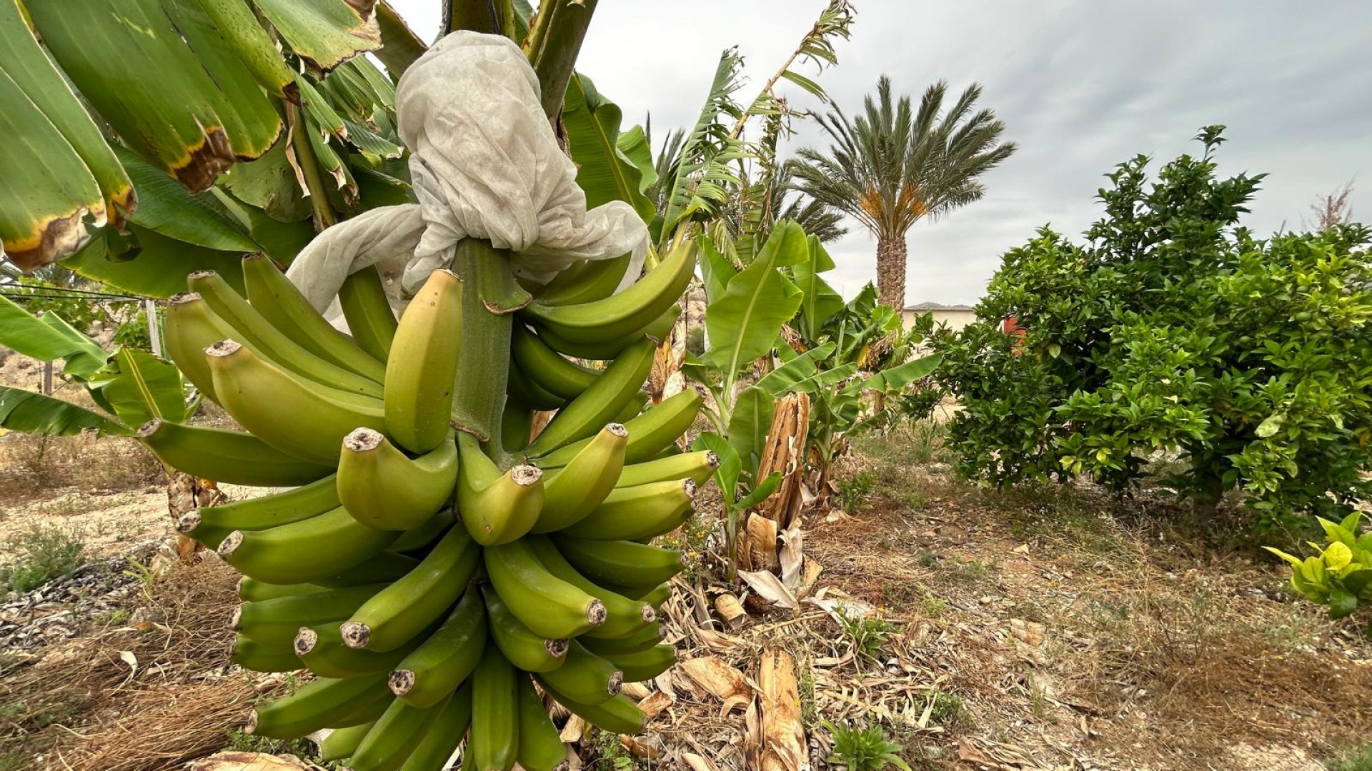 Återförsäljning - Finca lantlig egendom -
Albatera