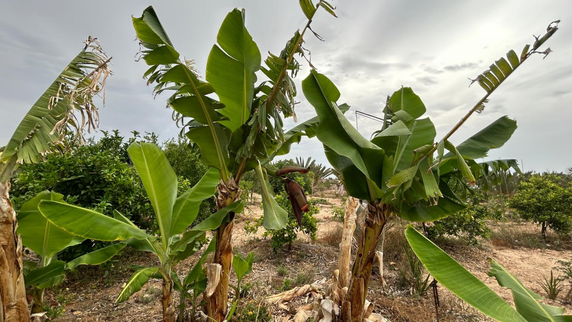 Återförsäljning - Finca lantlig egendom -
Albatera