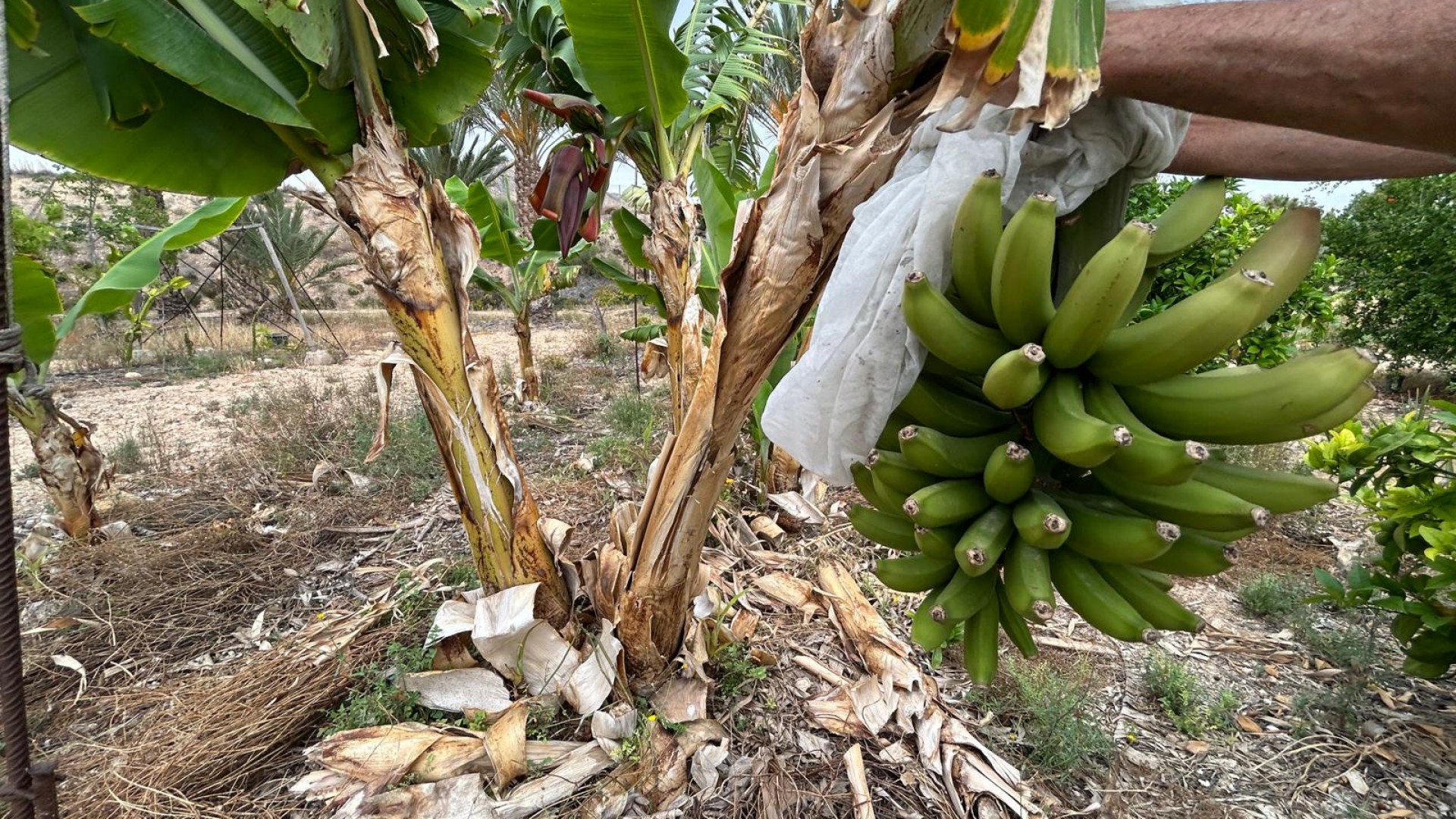 Återförsäljning - Finca lantlig egendom -
Albatera