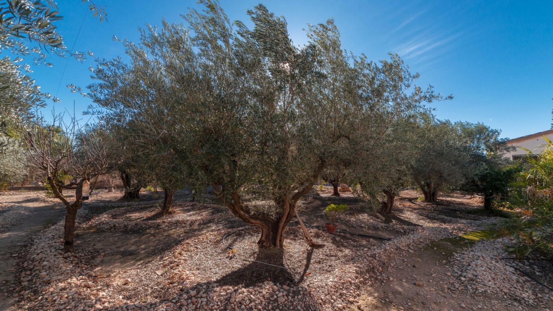 Återförsäljning - Finca lantlig egendom -
Albatera