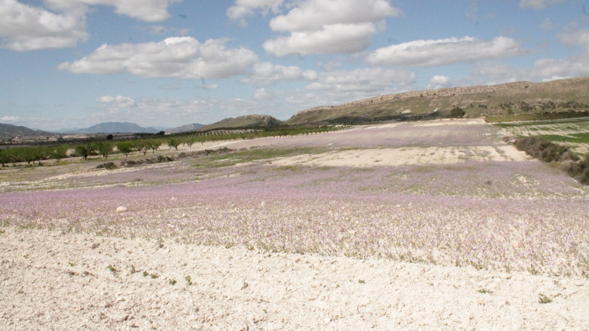 Återförsäljning - Finca lantlig egendom -
Cañada del Trigo - Canada del Trigo Murcia