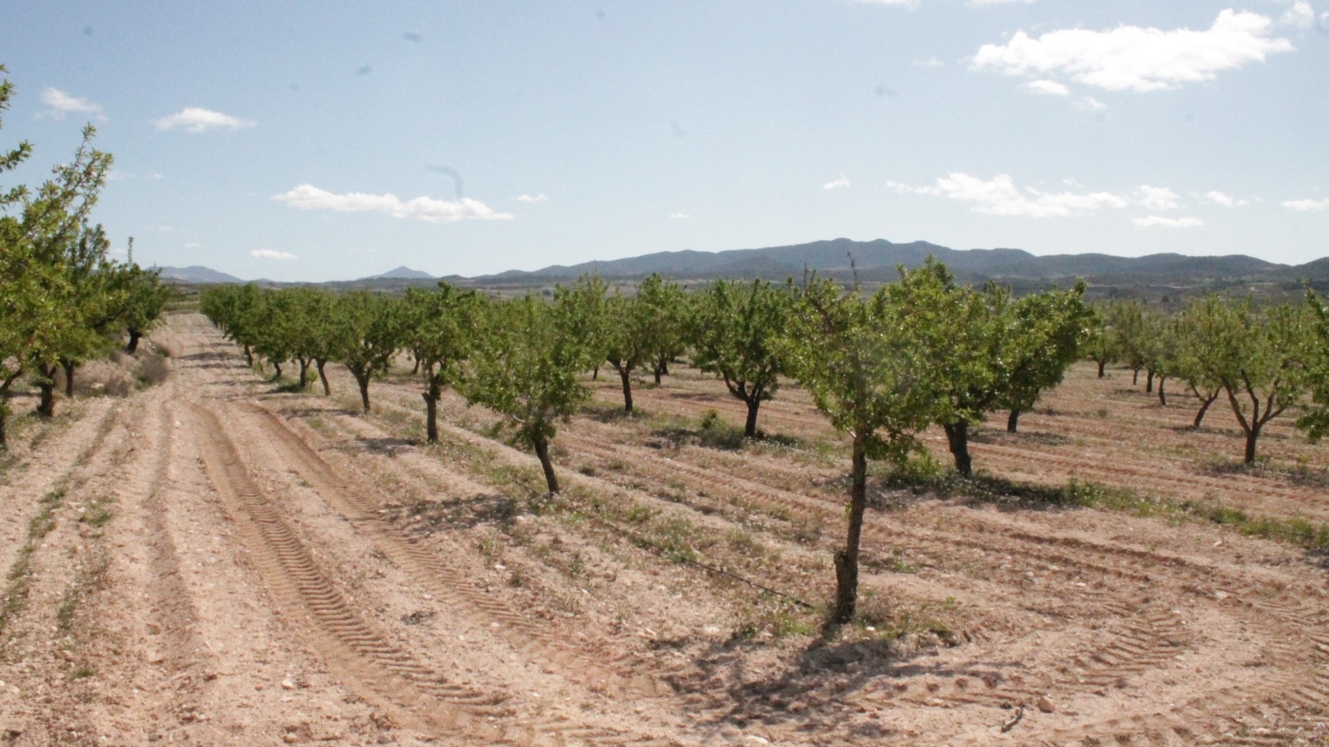 Återförsäljning - Finca lantlig egendom -
Cañada del Trigo - Canada del Trigo Murcia