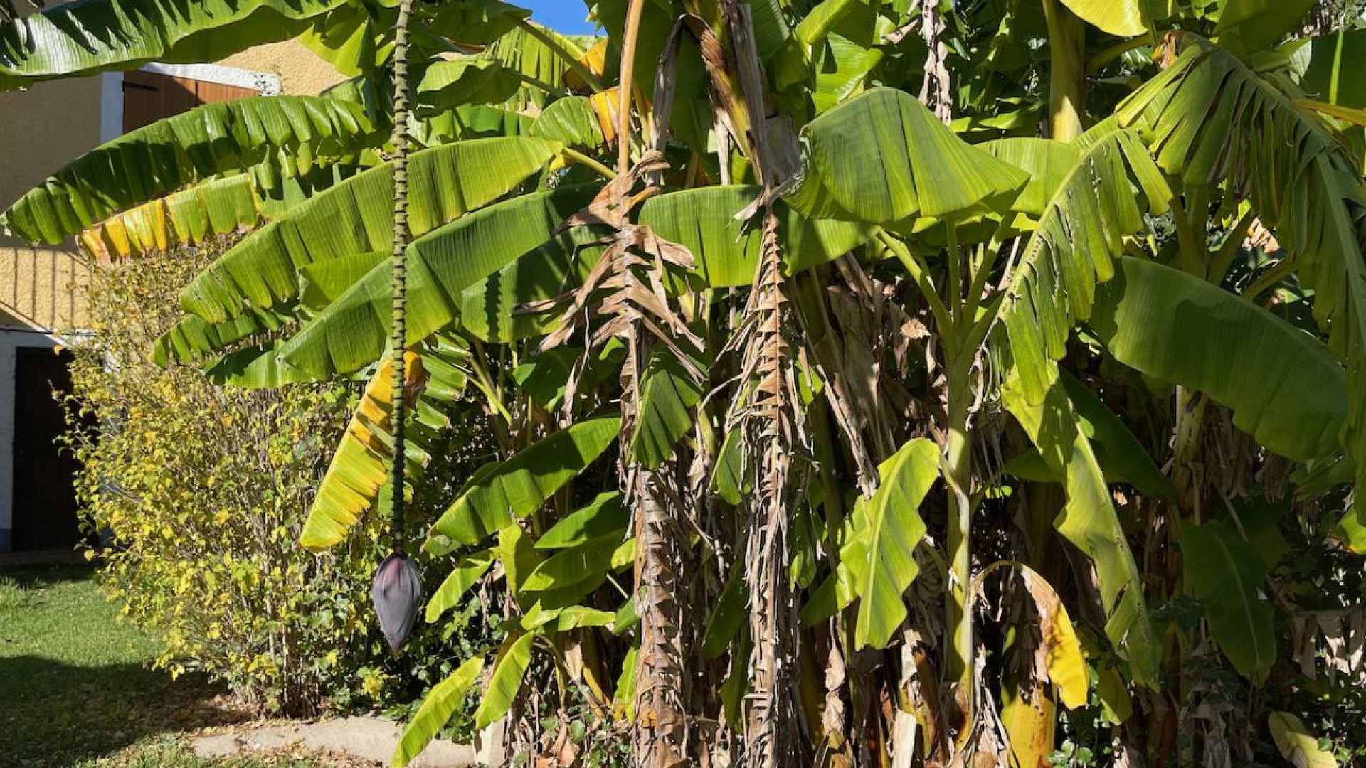 Återförsäljning - Finca lantlig egendom -
Daya Nueva