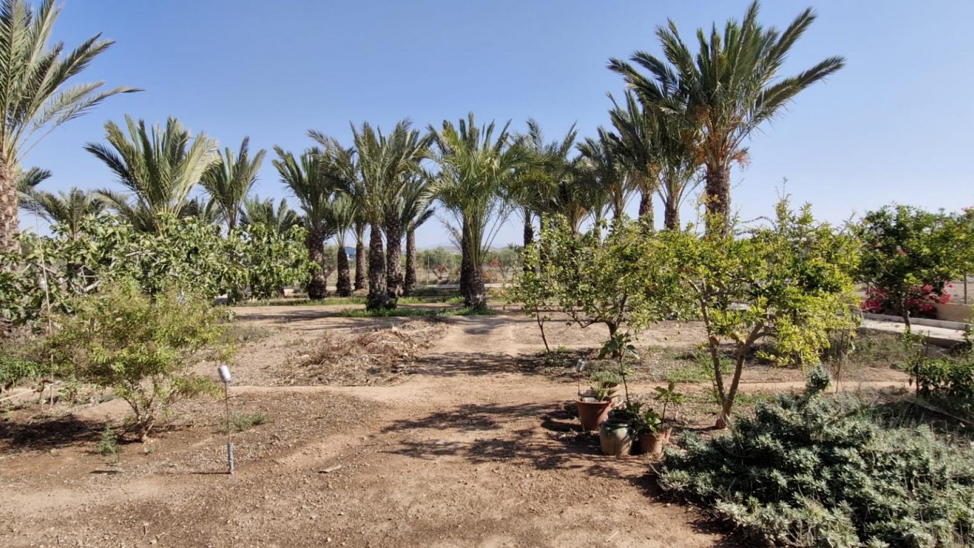 Återförsäljning - Finca lantlig egendom -
Elche