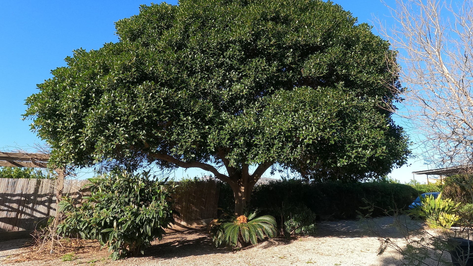 Återförsäljning - Finca lantlig egendom -
Orihuela