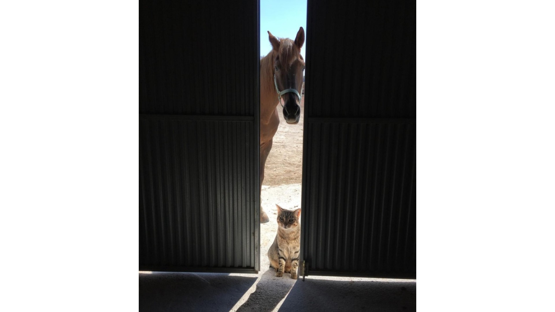 Återförsäljning - Finca lantlig egendom -
Torre del Rico - Torre Del Rico
