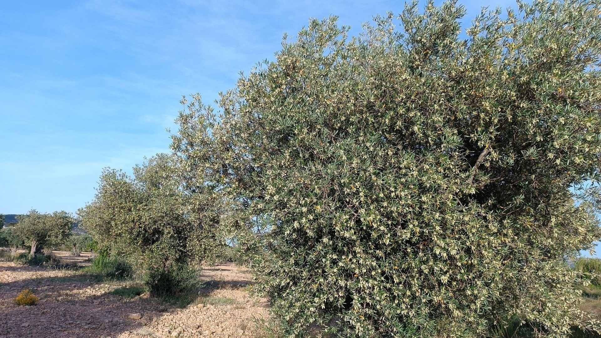 Återförsäljning - Finca lantlig egendom -
Yecla
