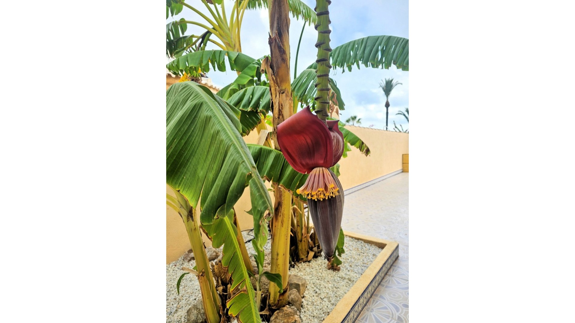 Återförsäljning - Fristående villa -
Los Urrutias - ESTRELLA DE MAR