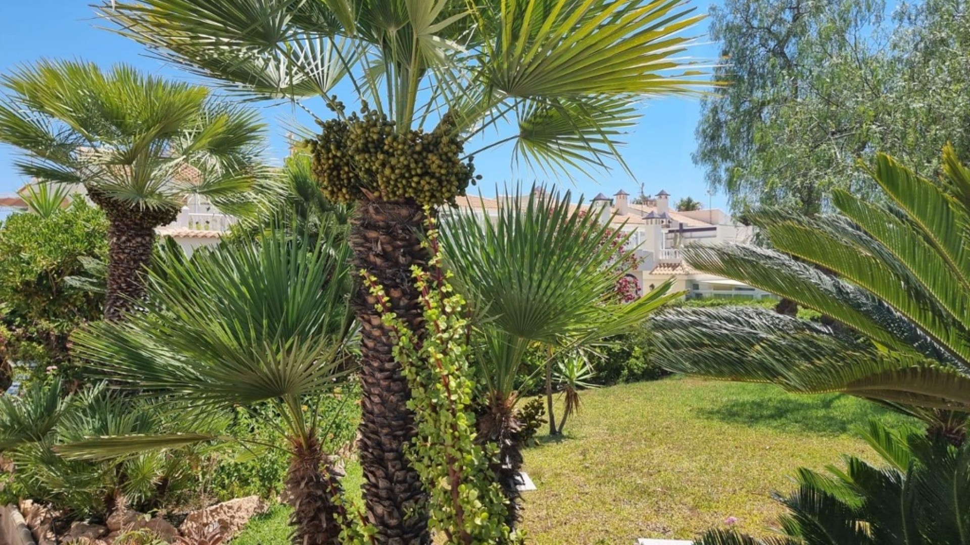 Återförsäljning - Lägenhet lägenhet -
Torrevieja - Los Balcones