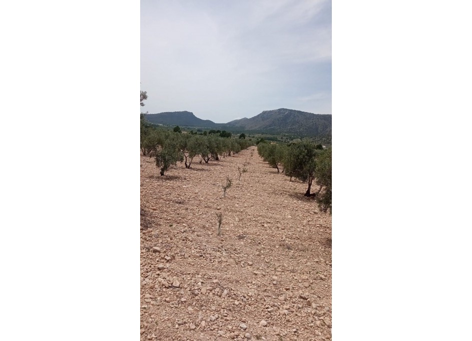 Återförsäljning - Vomt Mark -
Salinas