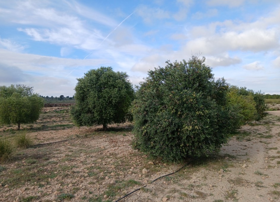 Återförsäljning - Vomt Mark -
Yecla