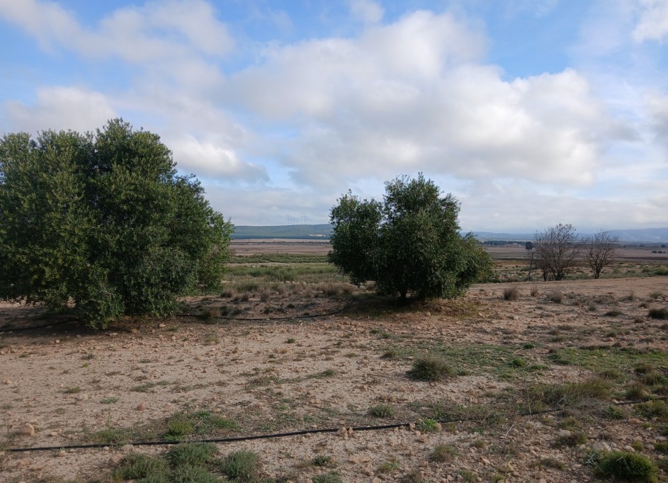 Återförsäljning - Vomt Mark -
Yecla