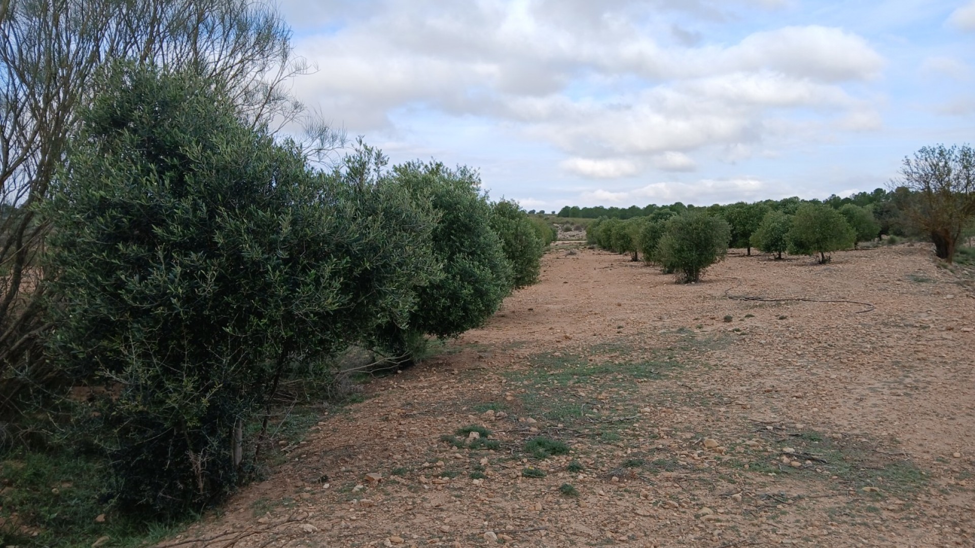 Återförsäljning - Vomt Mark -
Yecla