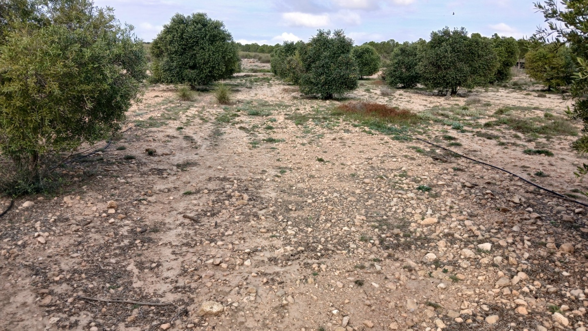 Återförsäljning - Vomt Mark -
Yecla