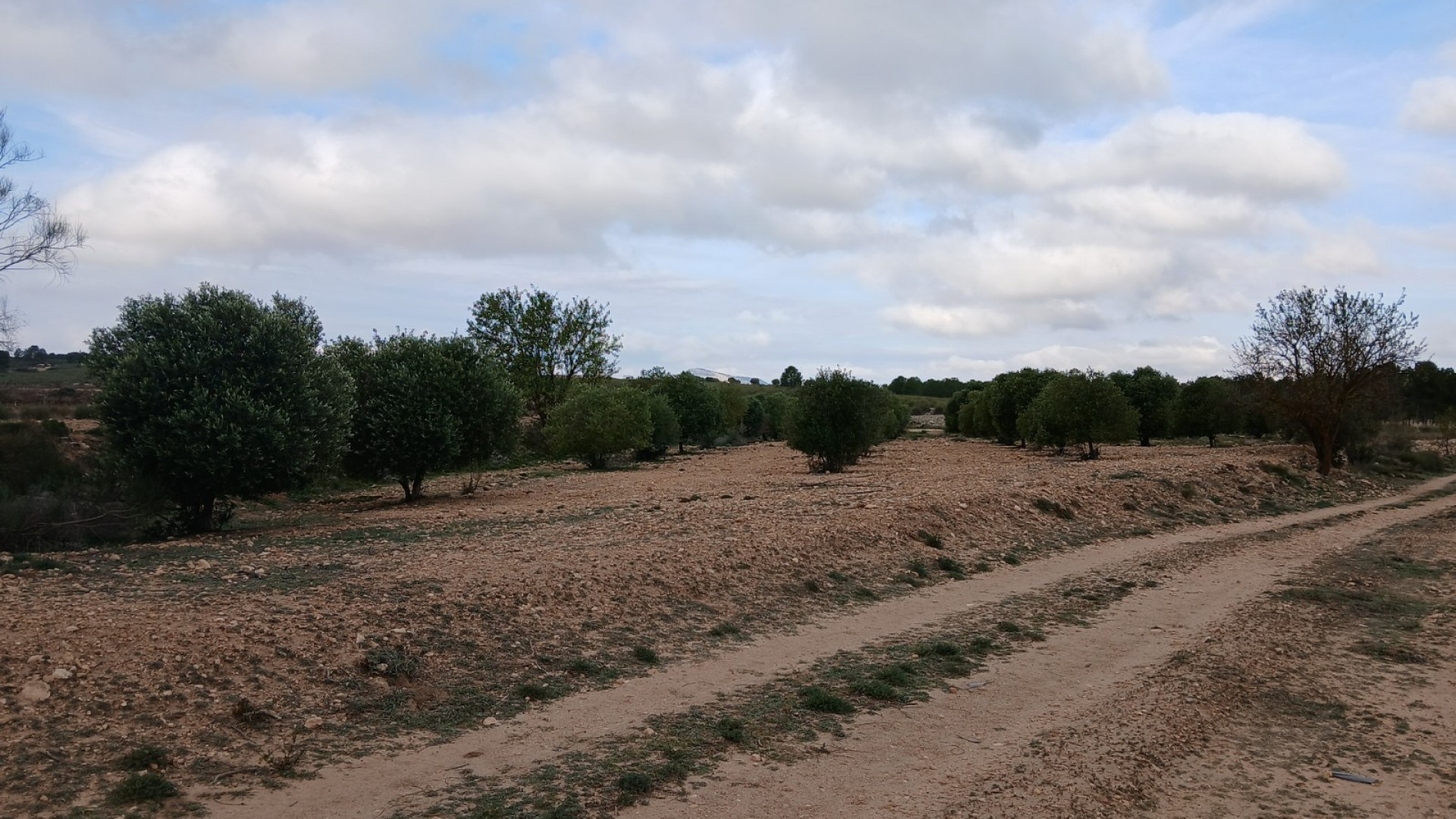 Återförsäljning - Vomt Mark -
Yecla