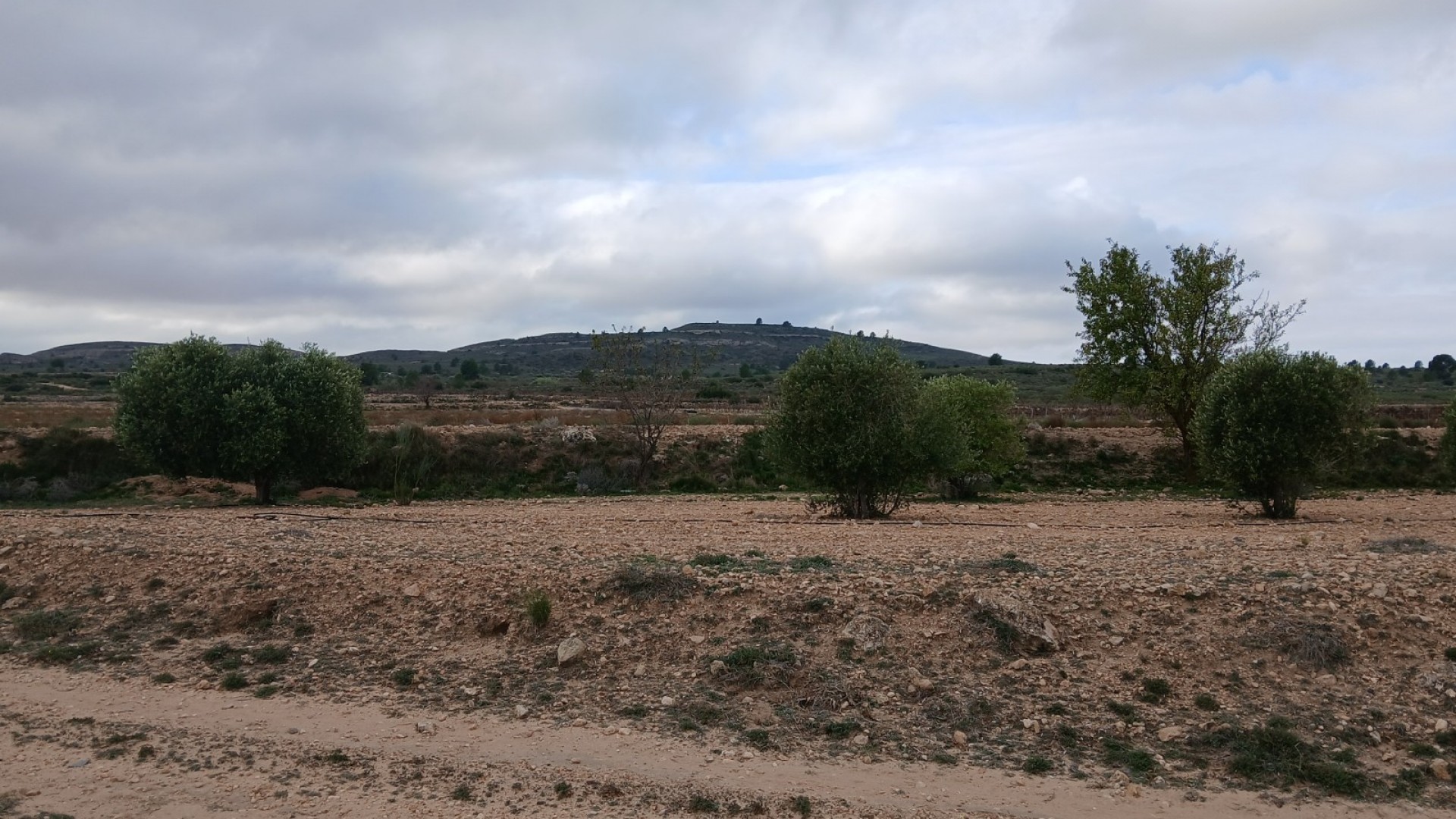 Återförsäljning - Vomt Mark -
Yecla