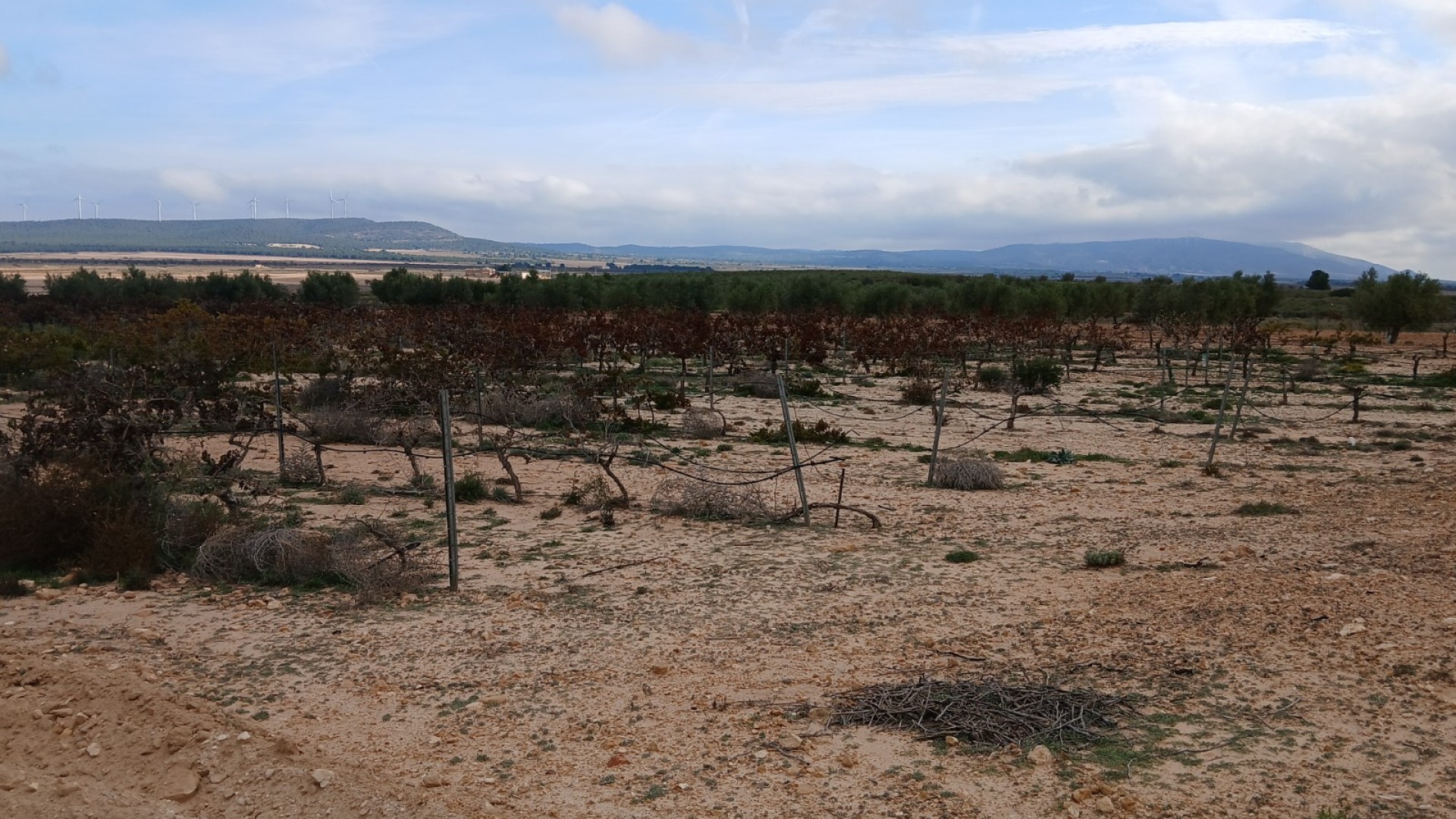 Återförsäljning - Vomt Mark -
Yecla