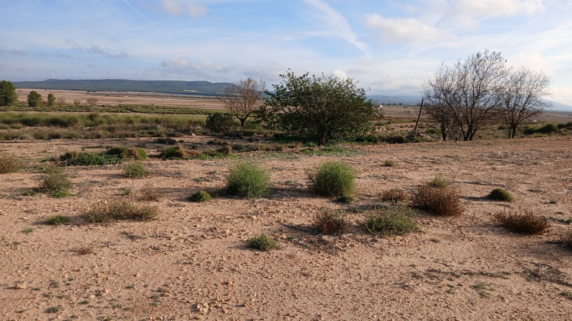 Återförsäljning - Vomt Mark -
Yecla