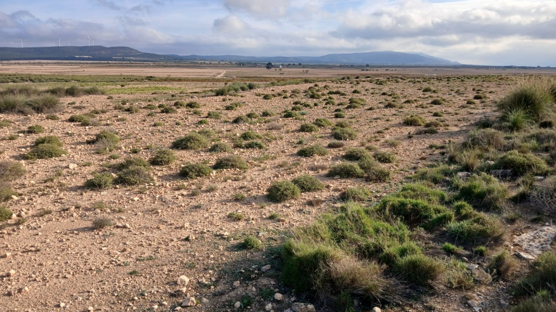 Återförsäljning - Vomt Mark -
Yecla