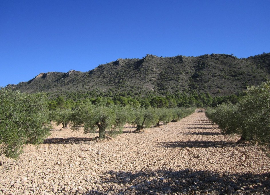 Återförsäljning - Vomt Mark -
Yecla