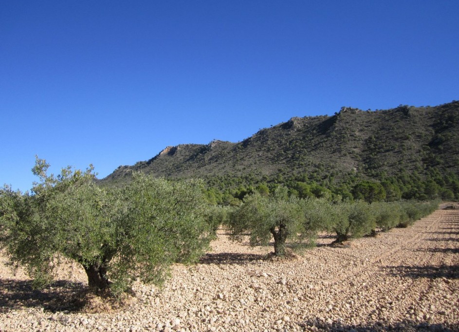 Återförsäljning - Vomt Mark -
Yecla