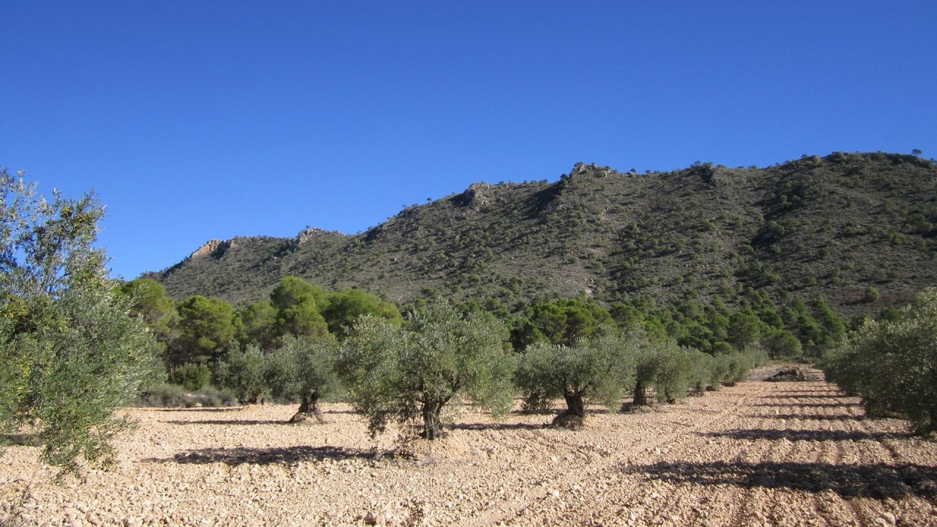 Återförsäljning - Vomt Mark -
Yecla