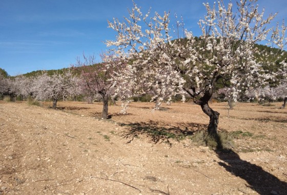 Finca Landgut - Resale -
        Bullas - C6R-67406