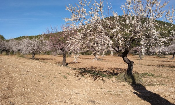 Finca nieruchomość wiejska - Sprzedaż - Bullas - Bullas