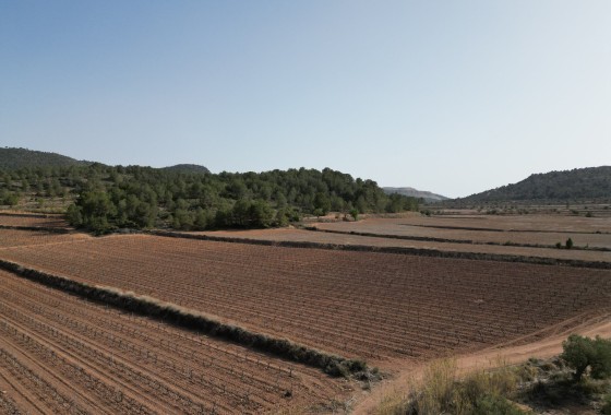 Grond - Sale - Pinoso - Pinoso