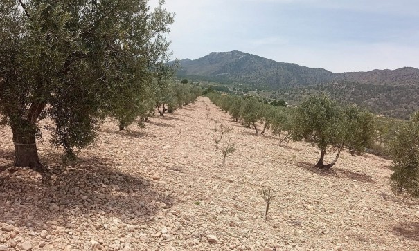 Grund Jord - Videresalg - Salinas - Salinas