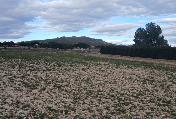Grundstück / Land - Resale - Yecla - Yecla