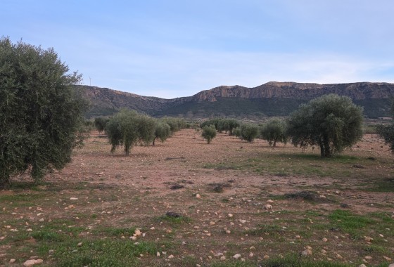 Grundstück / Land - Wiederverkauf - Jumilla - Jumilla