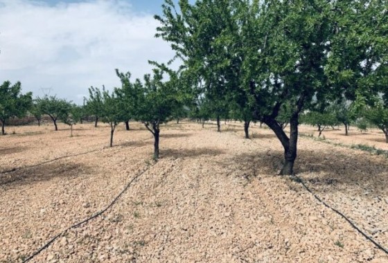 Grundstück / Land - Wiederverkauf - La Romana -
                La Romana