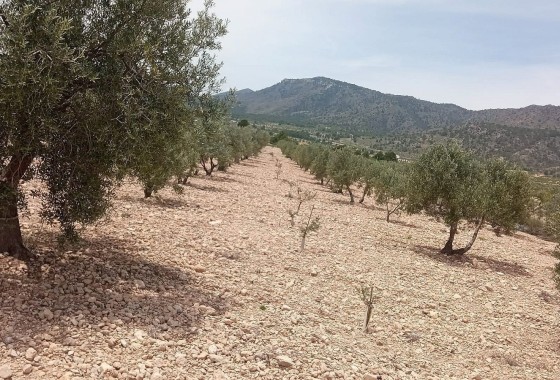Grundstück / Land - Wiederverkauf - Salinas - Salinas