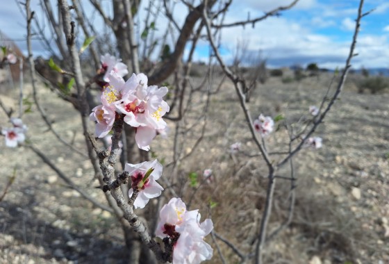 Grundstück - Resale - Salinas - Salinas