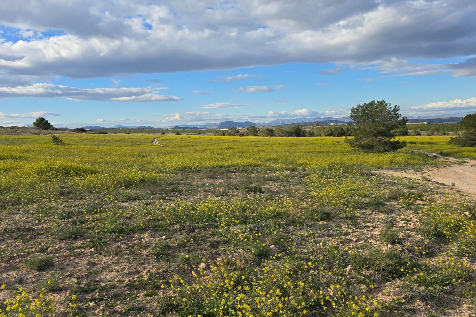 Herverkoop - Appartement / Flat -
Orihuela Costa