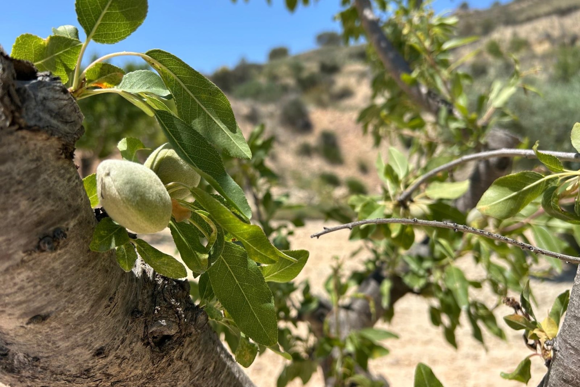 Herverkoop - Finca Landelijk pand -
Abanilla - ABANILLA