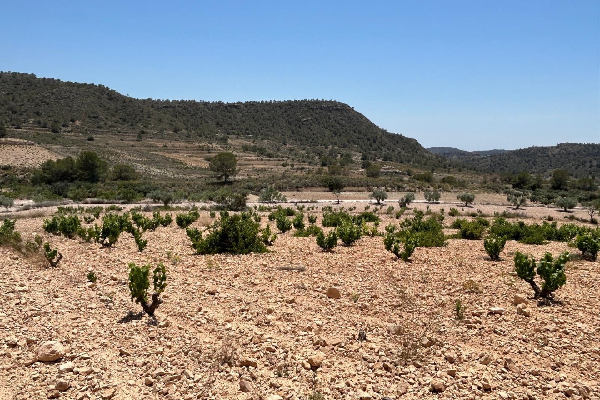 Herverkoop - Finca Landelijk pand -
Abanilla - ABANILLA