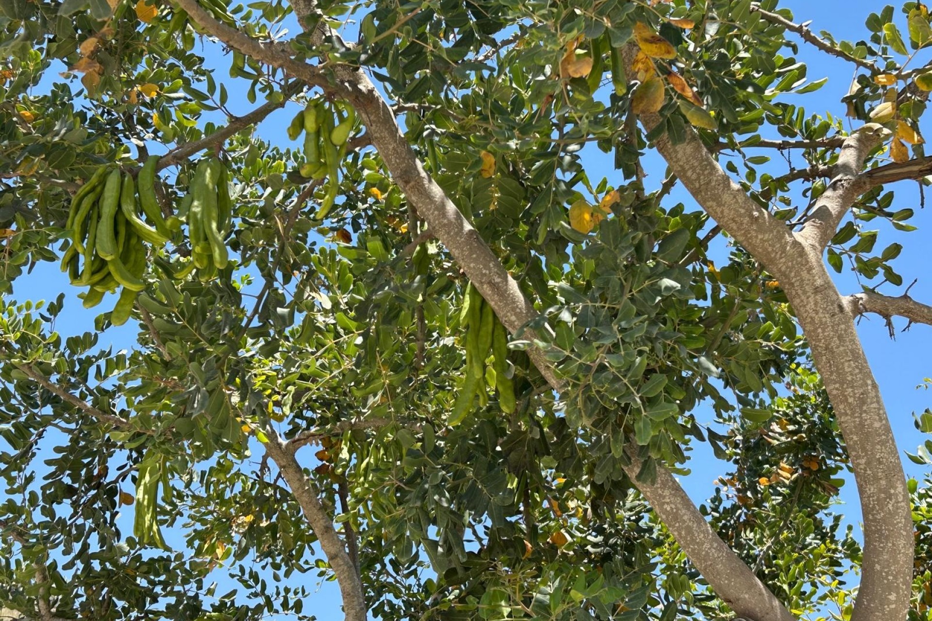Herverkoop - Finca Landelijk pand -
Abanilla - ABANILLA