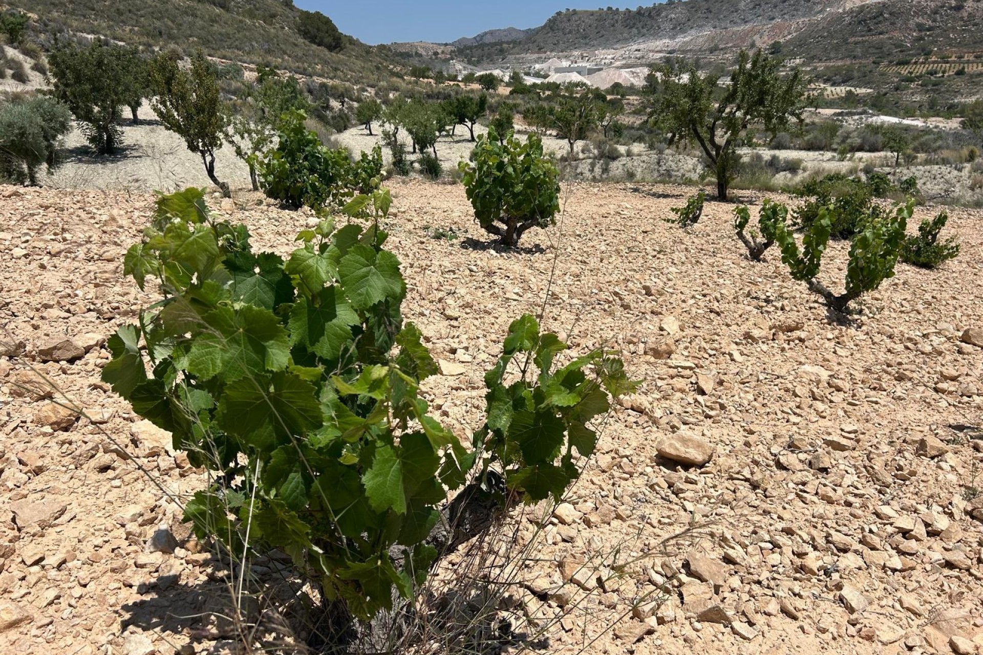 Herverkoop - Finca Landelijk pand -
Abanilla - ABANILLA