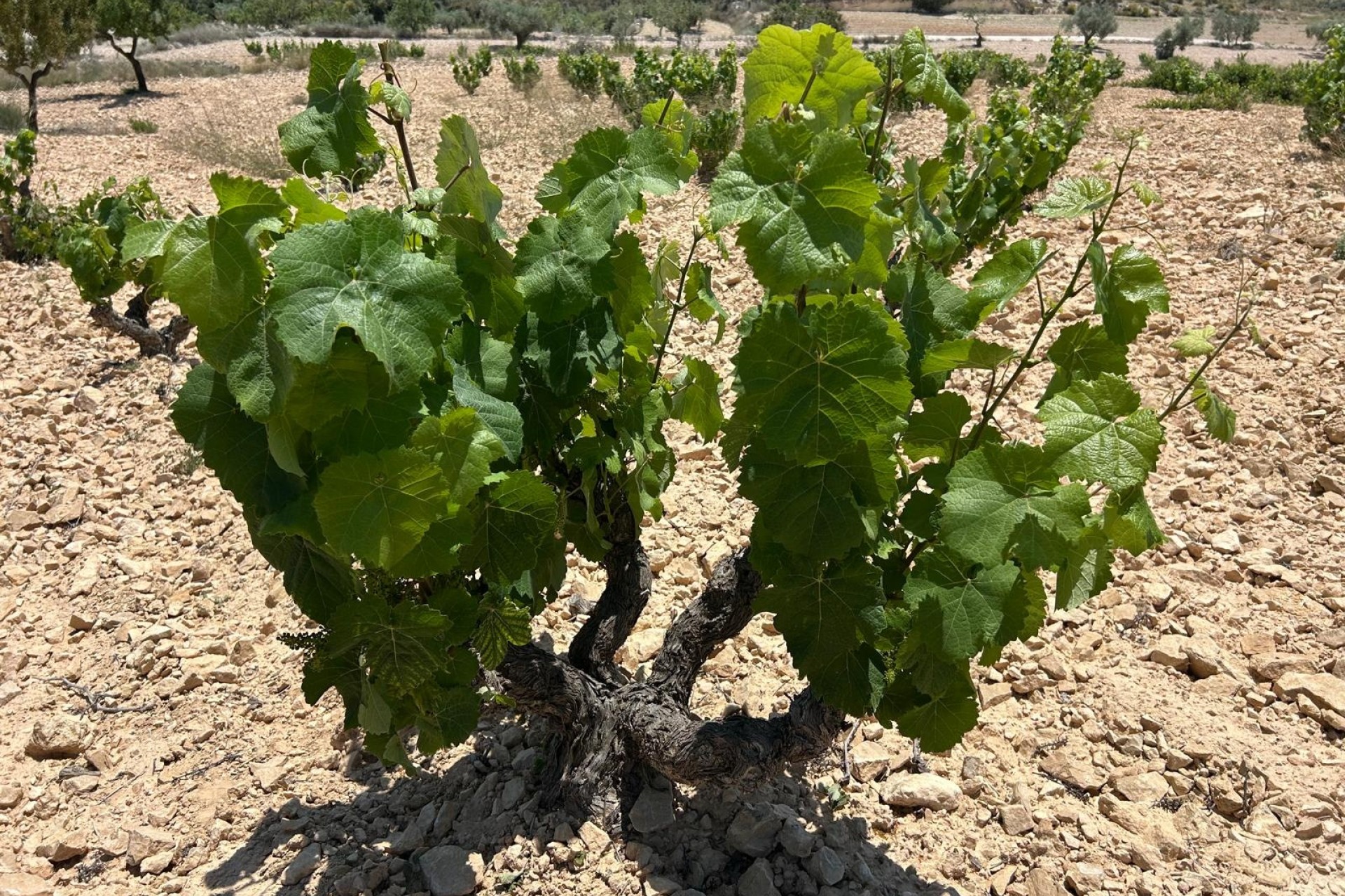 Herverkoop - Finca Landelijk pand -
Abanilla - ABANILLA