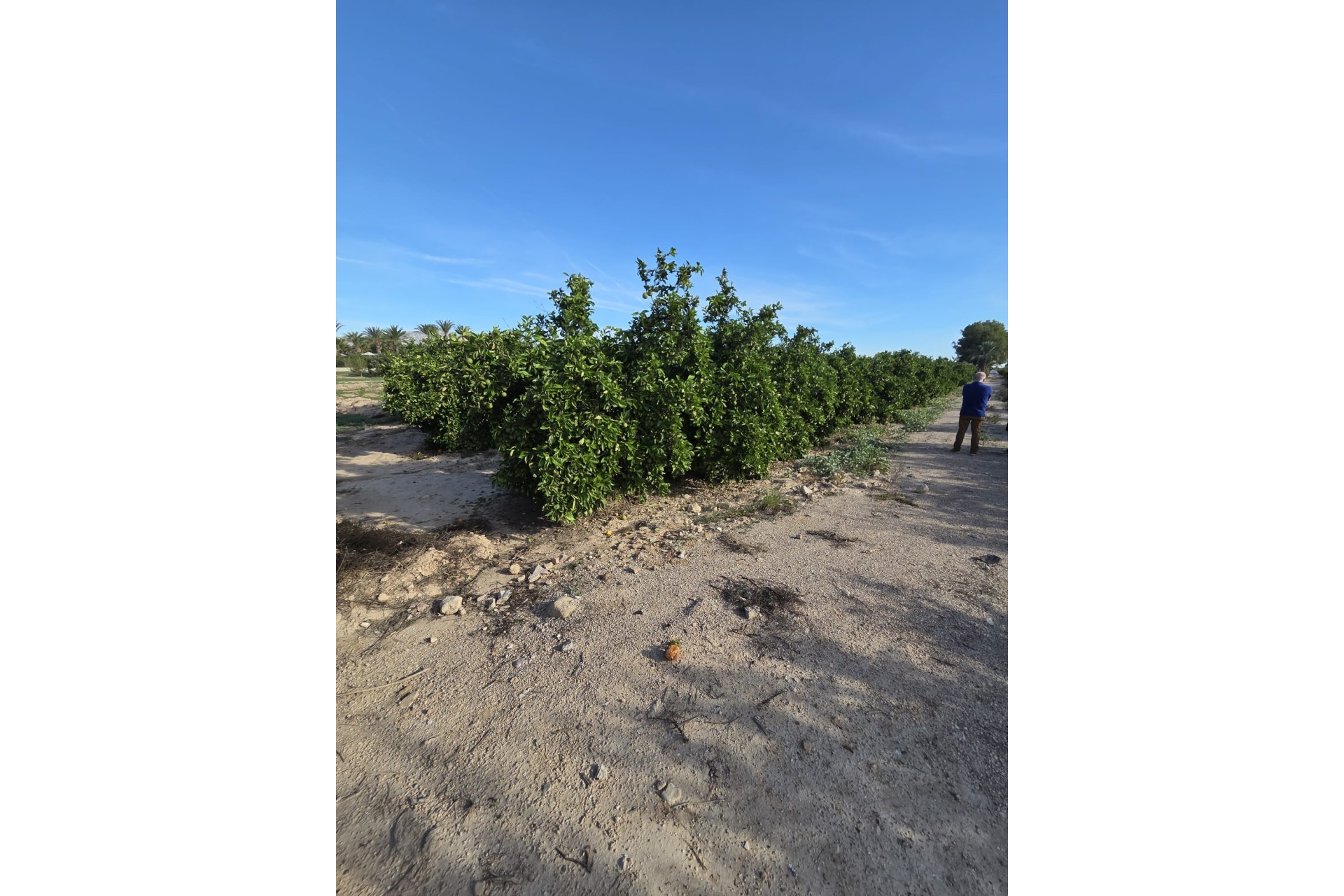 Herverkoop - Finca Landelijk pand -
Albatera