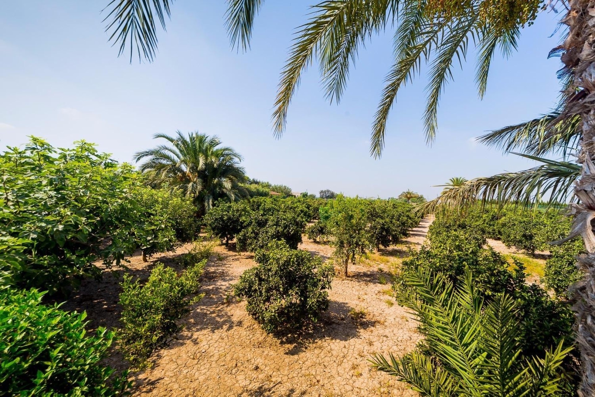 Herverkoop - Finca Landelijk pand -
Almoradí
