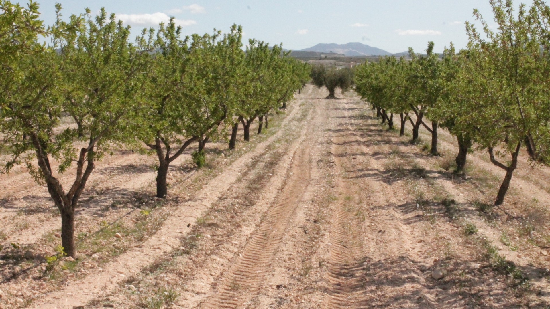 Herverkoop - Finca Landelijk pand -
Cañada del Trigo - Canada del Trigo Murcia