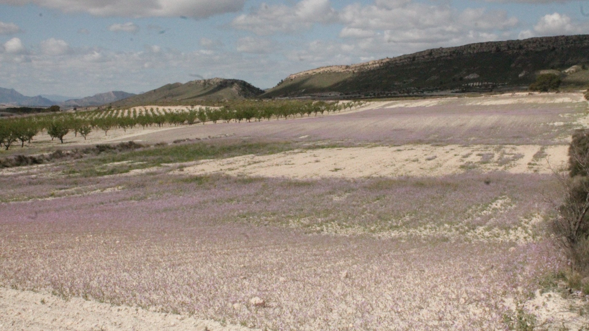 Herverkoop - Finca Landelijk pand -
Cañada del Trigo - Canada del Trigo Murcia