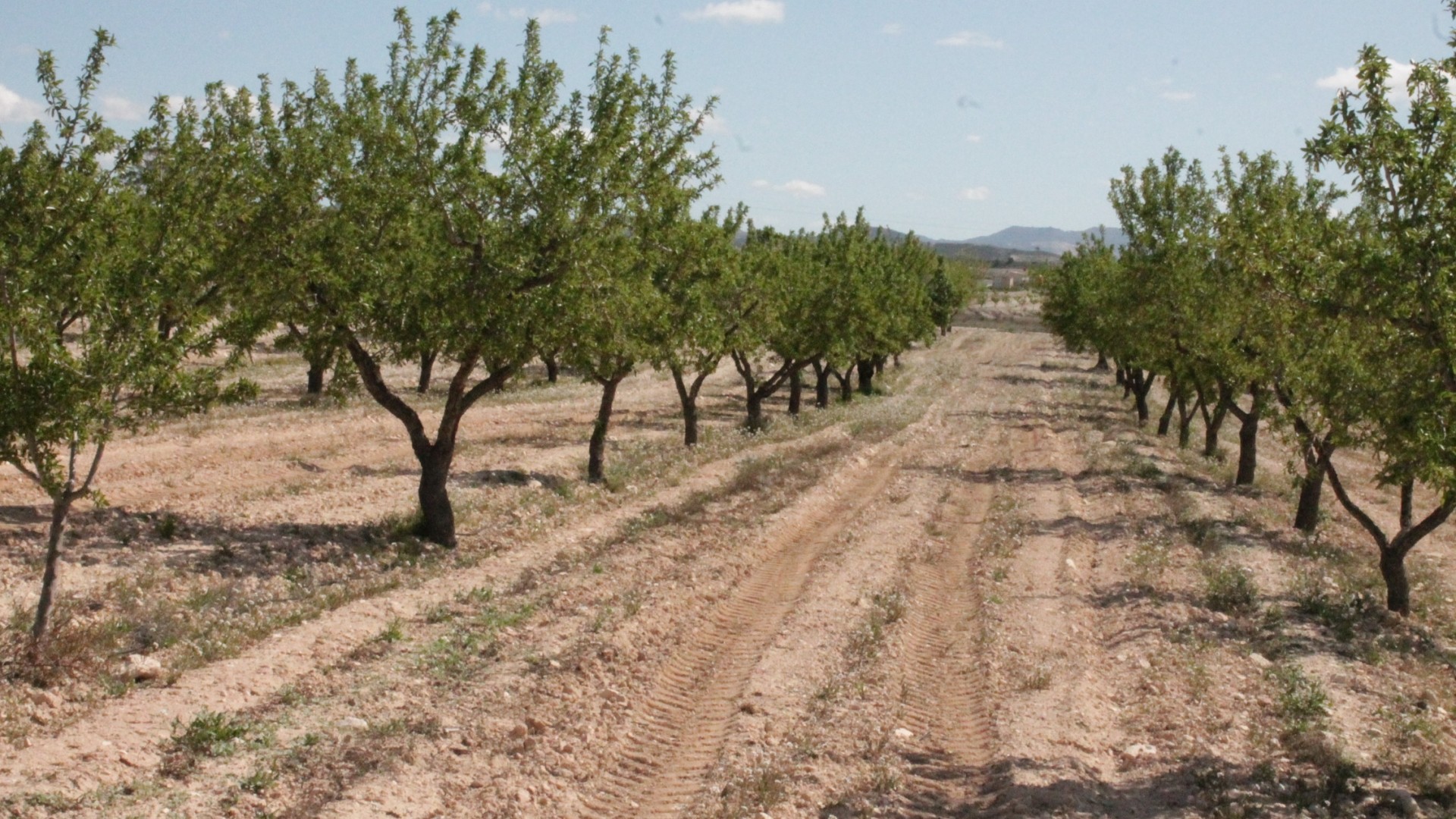 Herverkoop - Finca Landelijk pand -
Cañada del Trigo - Canada del Trigo Murcia