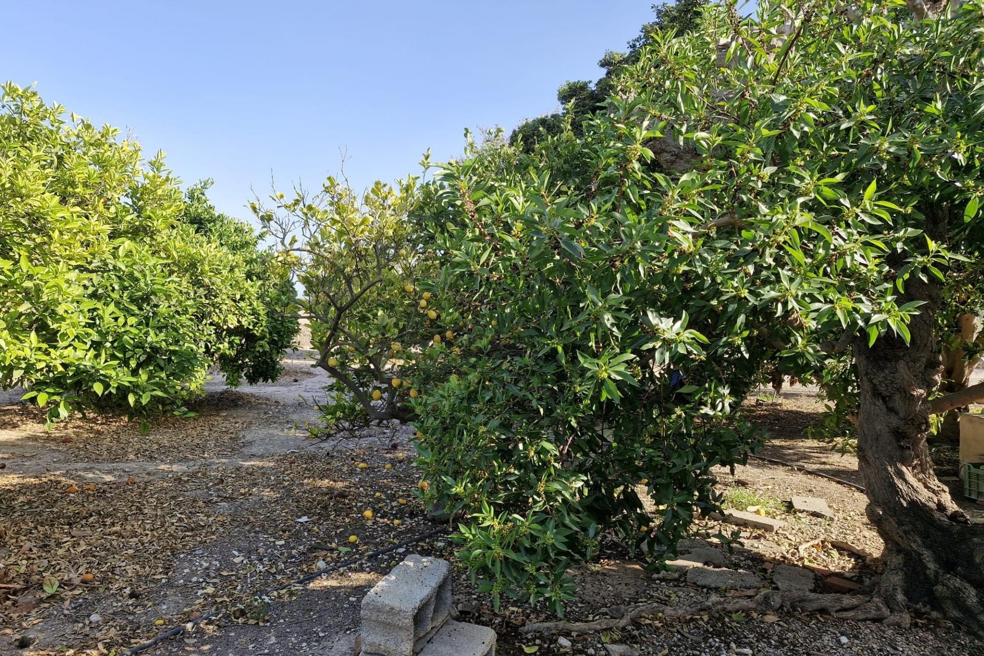 Herverkoop - Finca Landelijk pand -
Elche