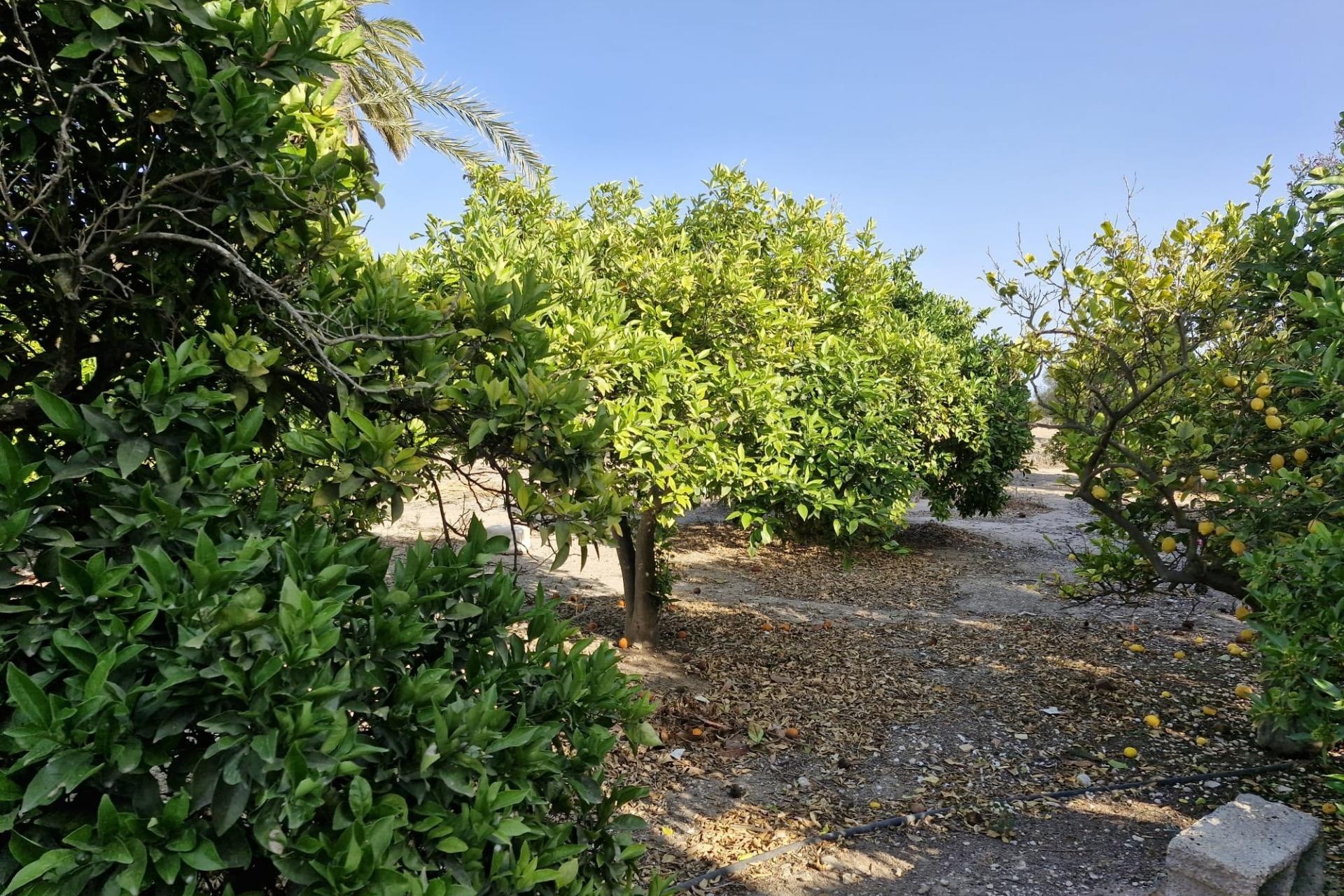 Herverkoop - Finca Landelijk pand -
Elche